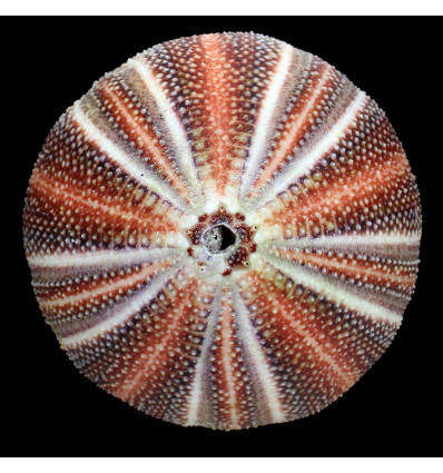 esculentus 130,0mm BIG