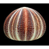 esculentus 130,0mm BIG