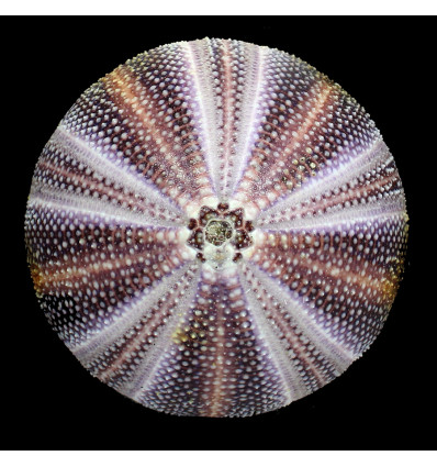 esculentus 138,0mm MONSTER