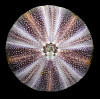 esculentus 138,0mm MONSTER