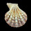 pelluscens 55,7mm BIG