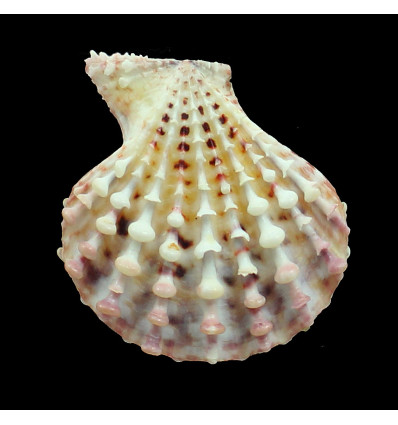 pelluscens 55,7mm BIG