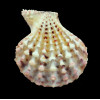pelluscens 55,7mm BIG