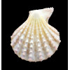 pelluscens 55,7mm BIG