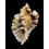 burnetti coreanica 83,0mm