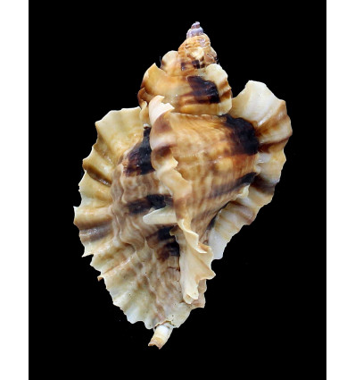 burnetti coreanica 83,0mm