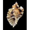 burnetti coreanica 83,0mm