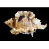 burnetti coreanica 83,0mm