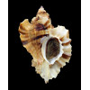 burnetti coreanica 83,0mm