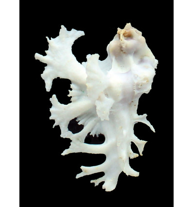 pele 56,0mm BIG