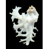 pele 56,0mm BIG