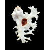 pele 56,0mm BIG