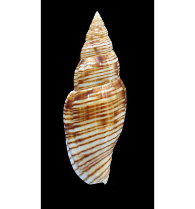 planicostata 72,0mm