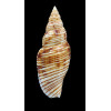 planicostata 72,0mm