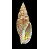 planicostata 72,0mm