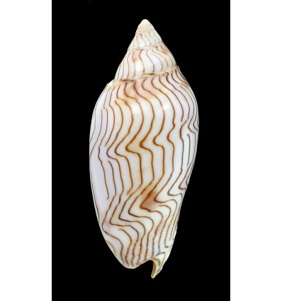 undulata 86,0mm