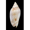 undulata 86,0mm