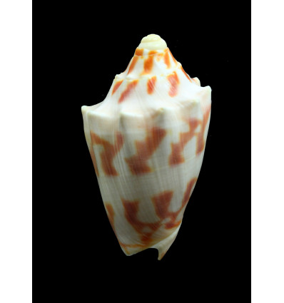 deshayesi 72,0mm