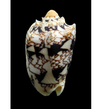 chrysostoma 53,0mm