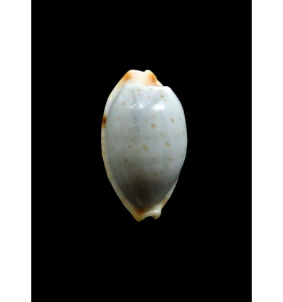 stolida salaryensis 27,0mm