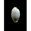 stolida salaryensis 27,0mm