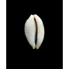 stolida salaryensis 27,0mm