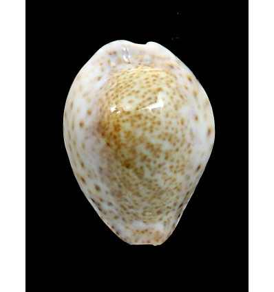 turdus winkworthi 45,0mm