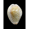 turdus winkworthi 45,0mm