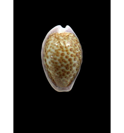 albuginosa 25,0mm