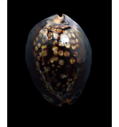 mauritiana 50,0mm DWARF