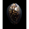 mauritiana 50,0mm DWARF
