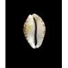arabicula 30,0mm BIG