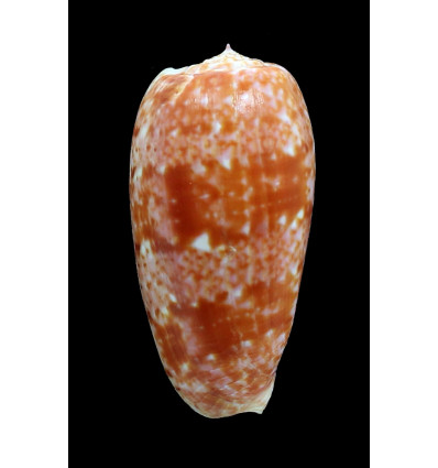 bulatus 66,0mm
