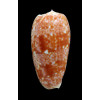 bulatus 66,0mm