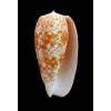 bulatus 66,0mm