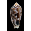 striatus subfloridus 62,1mm