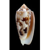 striatus subfloridus 62,1mm