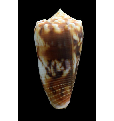 moluccensis 52,0mm