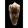 moluccensis 52,0mm
