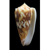 moluccensis 52,0mm