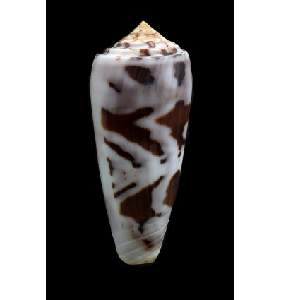 gubernator 79,0mm