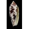 aulicus michelcharlesi 72,8mm