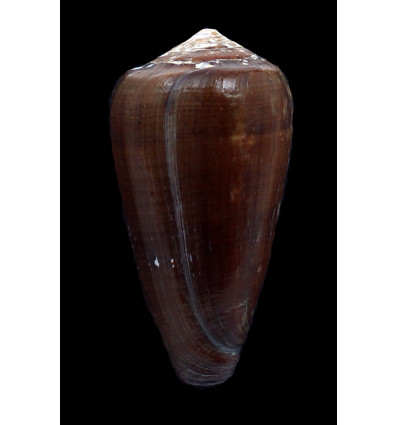pennaceus pseudoecho 73,0mm BIG
