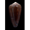 pennaceus pseudoecho 73,0mm BIG