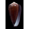 pennaceus pseudoecho 73,0mm BIG