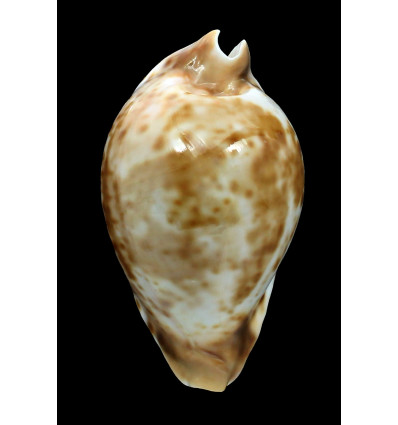 hesitata 100,0mm
