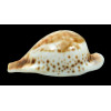 hesitata 100,0mm
