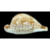 hesitata 100,0mm