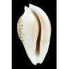 hesitata 100,0mm
