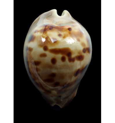 venusta roseopunctata 72,0mm